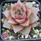 Echeveria purpusorum