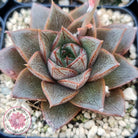 Echeveria purpusorum