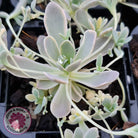 Orostachys iwarenge var. boehmeri - Variegated Chinese Dunce Cap