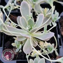 Load image into Gallery viewer, Orostachys iwarenge var. boehmeri - Variegated Chinese Dunce Cap - John &amp; Norma&#39;s Succulents
