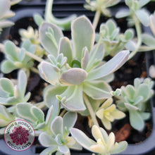 Load image into Gallery viewer, Orostachys iwarenge var. boehmeri - Variegated Chinese Dunce Cap - John &amp; Norma&#39;s Succulents
