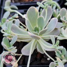 Load image into Gallery viewer, Orostachys iwarenge var. boehmeri - Variegated Chinese Dunce Cap - John &amp; Norma&#39;s Succulents
