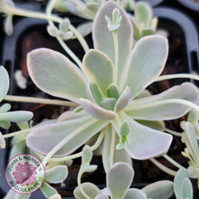 Load image into Gallery viewer, Orostachys iwarenge var. boehmeri - Variegated Chinese Dunce Cap - John &amp; Norma&#39;s Succulents
