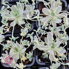 Load image into Gallery viewer, Orostachys iwarenge var. boehmeri - Variegated Chinese Dunce Cap - John &amp; Norma&#39;s Succulents
