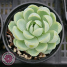Echeveria elegans 'Mexican Snowball'