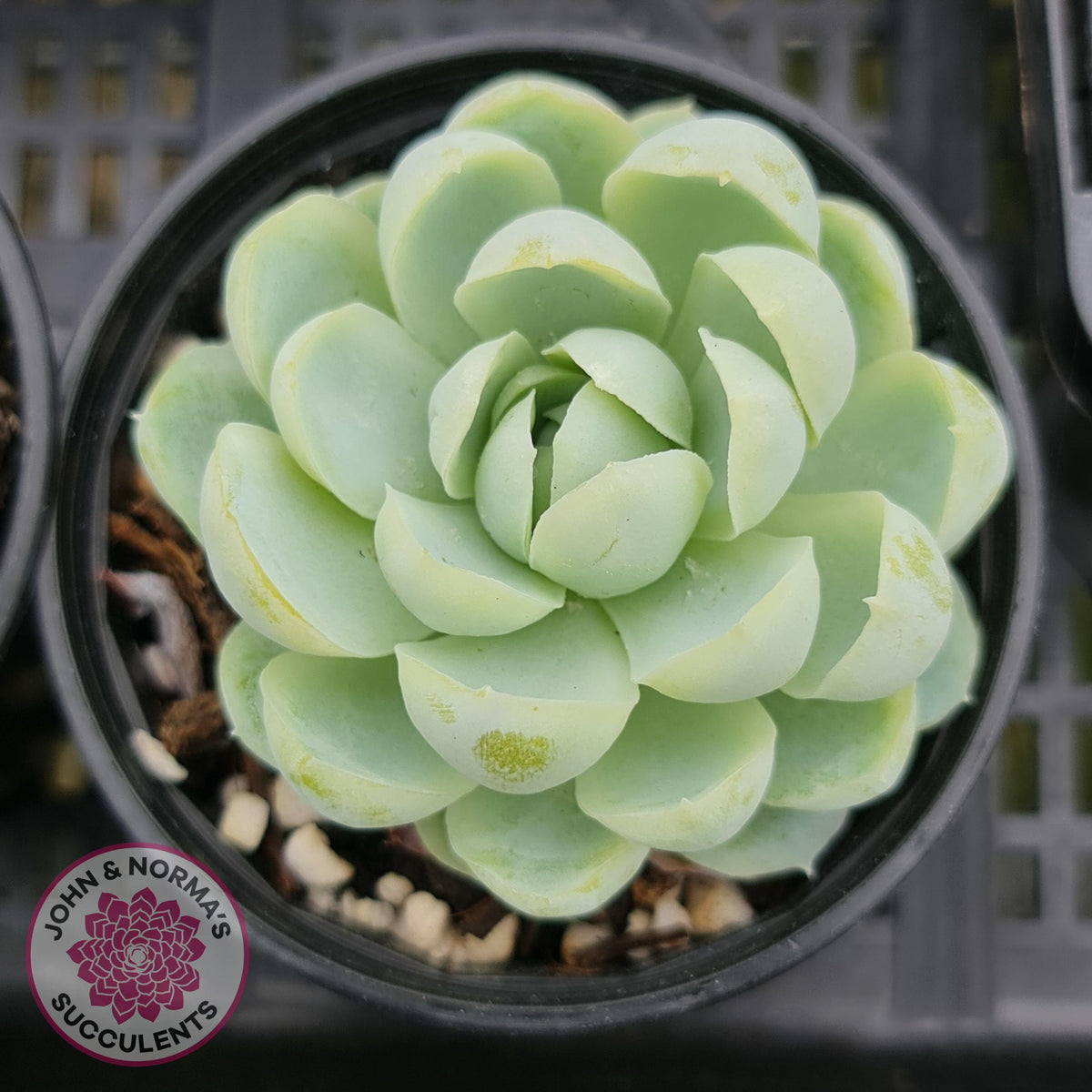 Echeveria elegans 'Mexican Snowball'