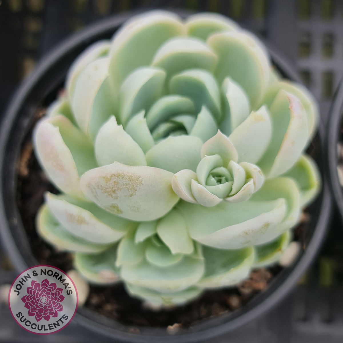 Echeveria elegans 'Mexican Snowball'