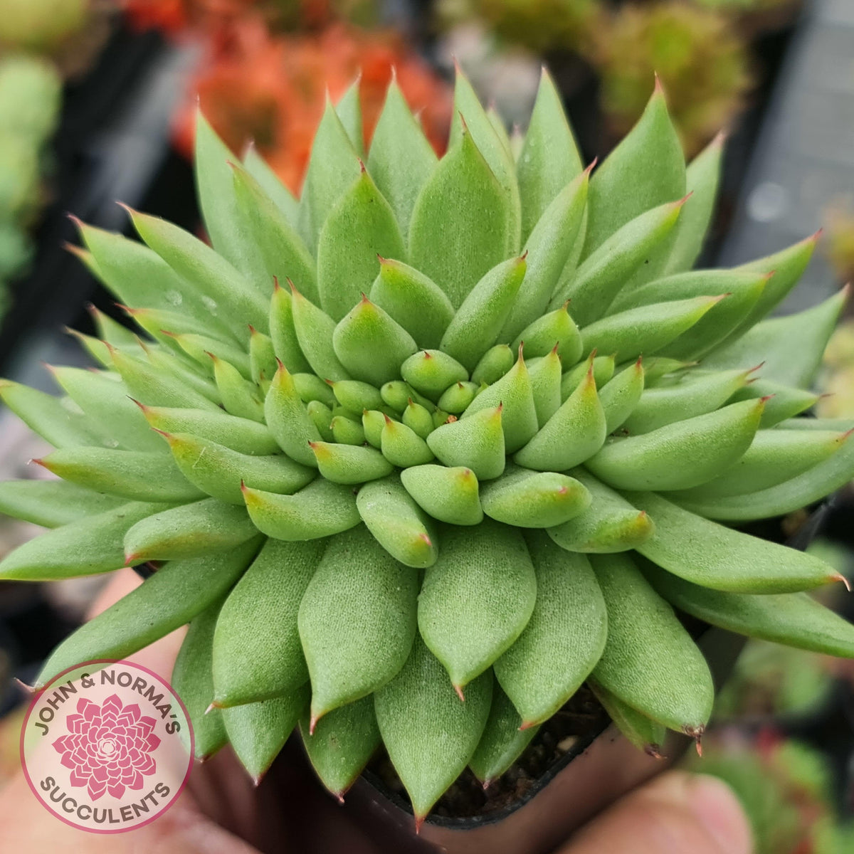 Echeveria agavoides corderoyi crest