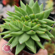 Load image into Gallery viewer, Echeveria agavoides corderoyi crest - John &amp; Norma&#39;s Succulents
