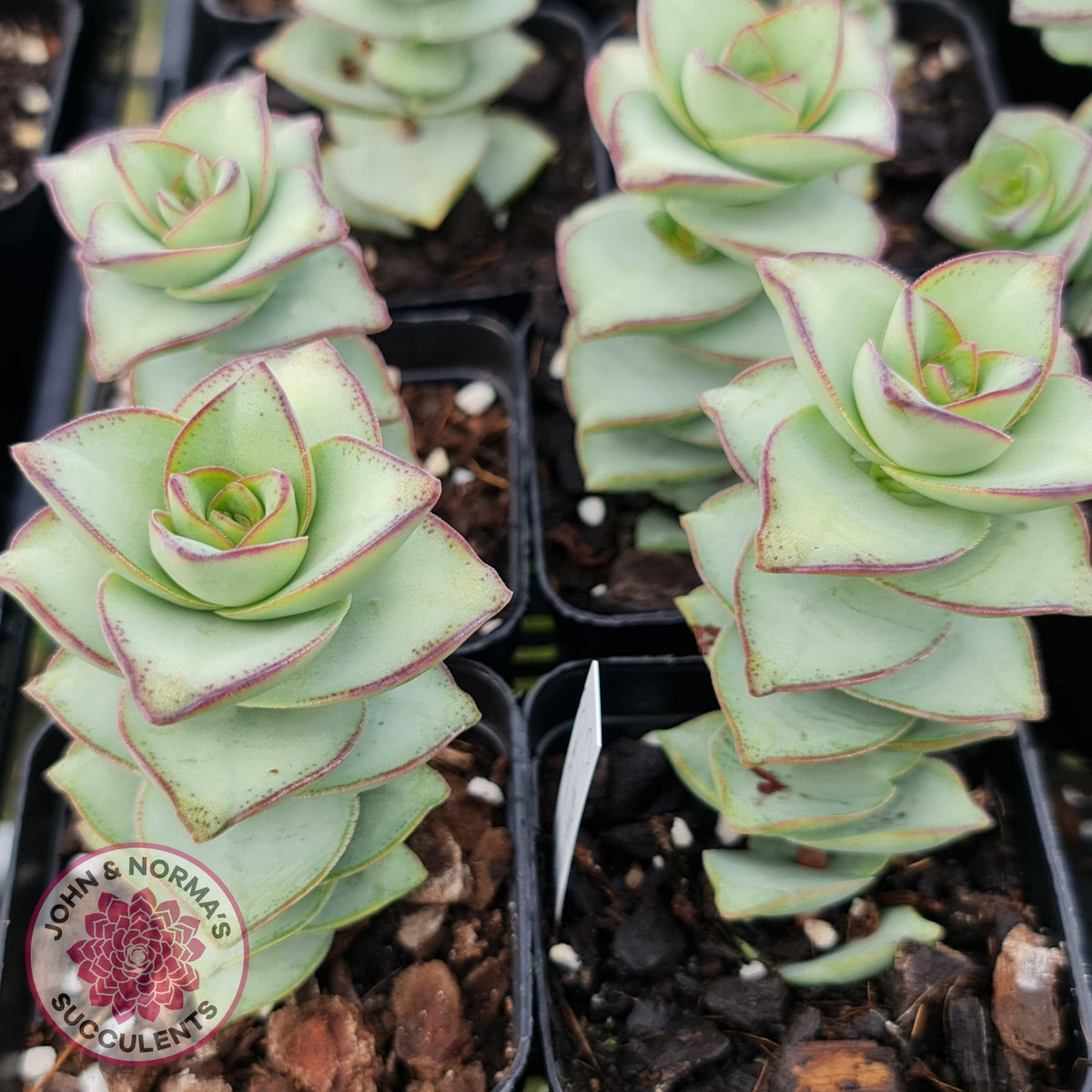 Crassula perforata - Giant Form