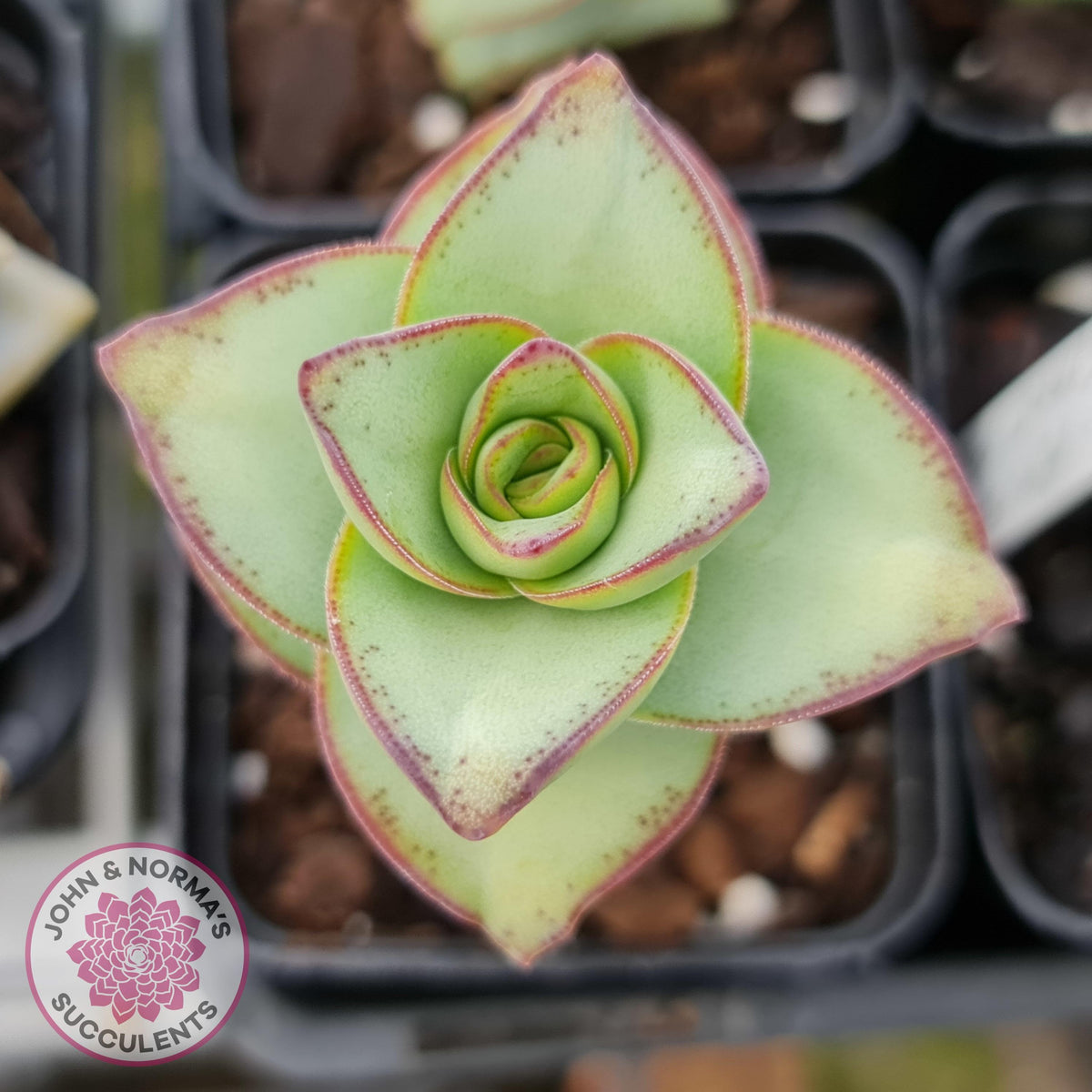 Crassula perforata - Giant Form