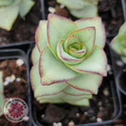 Crassula perforata - Giant Form