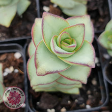 Load image into Gallery viewer, Crassula perforata - Giant Form - John &amp; Norma&#39;s Succulents
