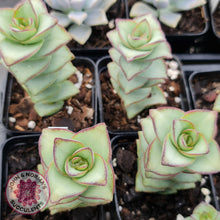 Load image into Gallery viewer, Crassula perforata - Giant Form - John &amp; Norma&#39;s Succulents
