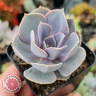 Echeveria Perle Von Nurnberg