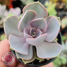 Echeveria Perle Von Nurnberg