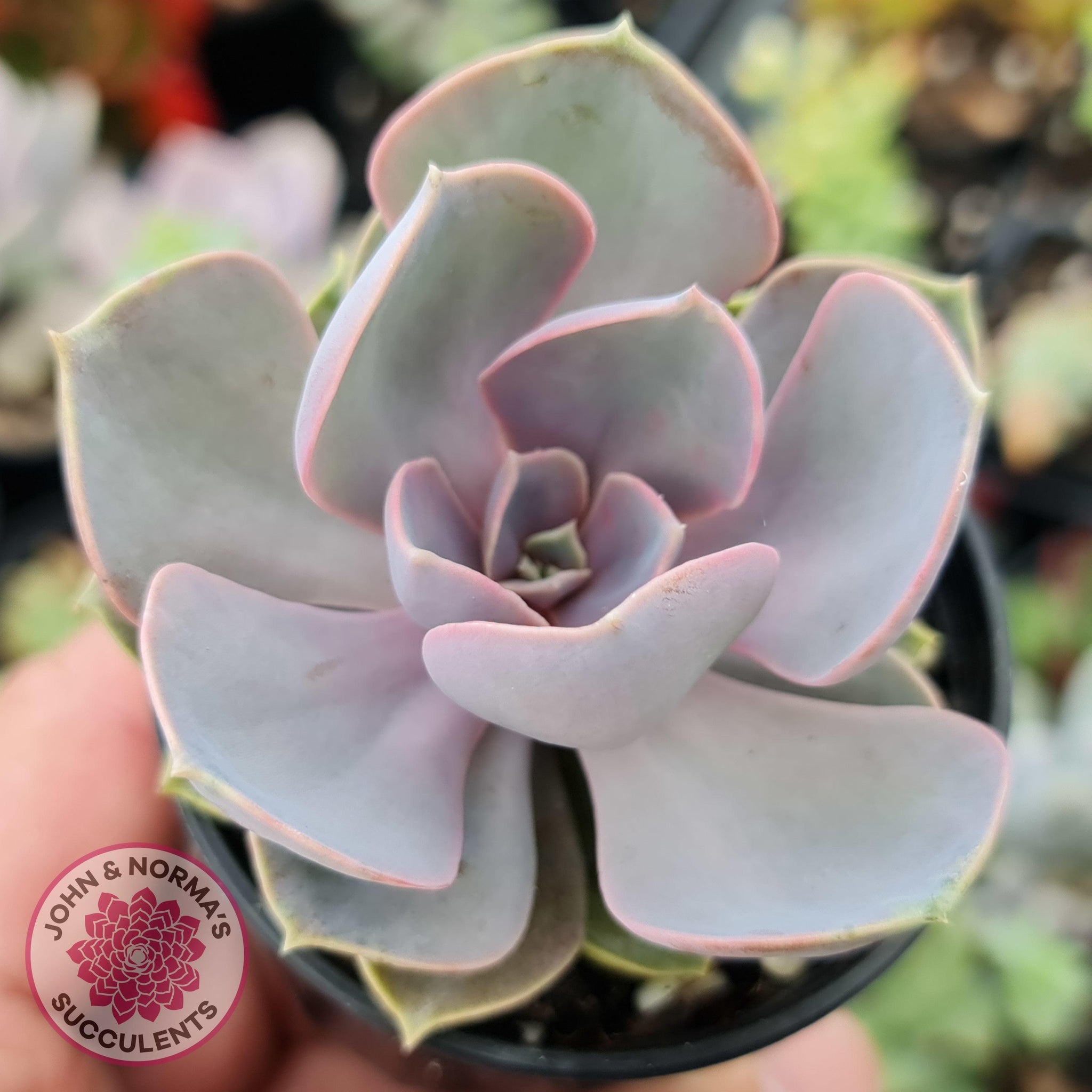 nuremberg succulent Buy Echeveria Perle Von Nurnberg Australia