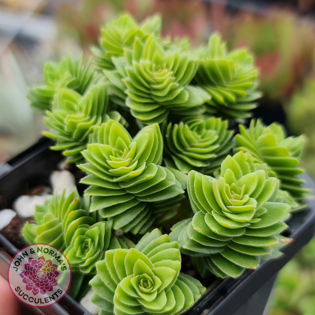 Crassula estagonal - John & Norma's Succulents