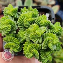 Load image into Gallery viewer, Crassula estagonal - John &amp; Norma&#39;s Succulents
