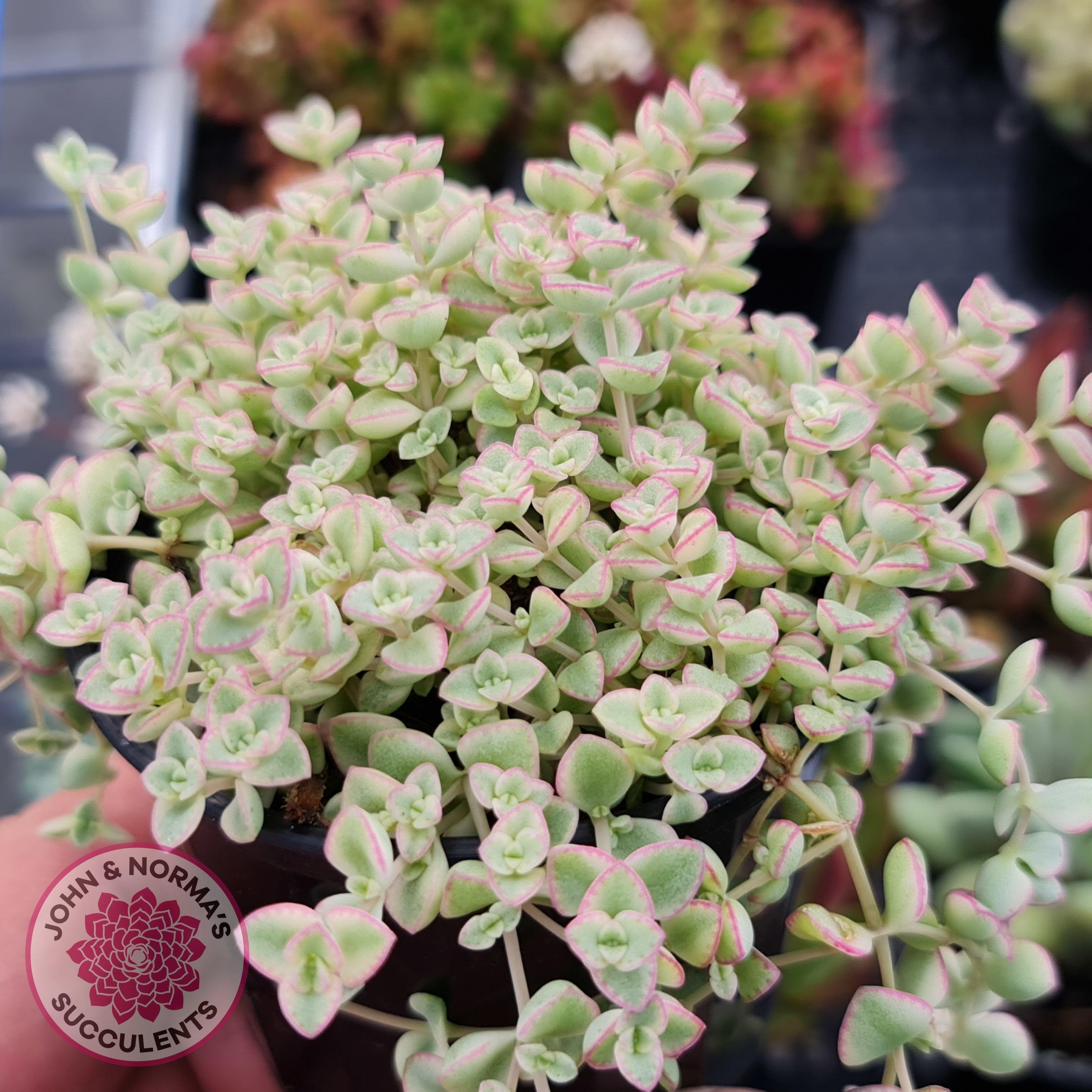 Crassula pellucida subsp. marginalis minima albo variegata 'Little ...