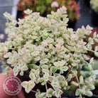 Crassula pellucida subsp. marginalis minima albo variegata 'Little Missy'