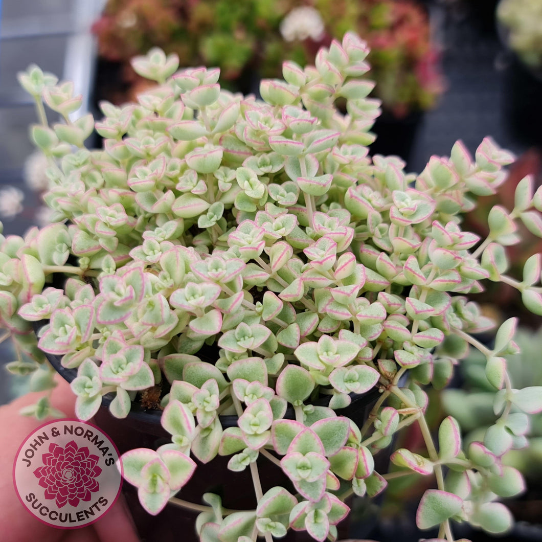 Crassula pellucida subsp. marginalis minima albo variegata - John & Norma's Succulents