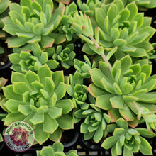 Load image into Gallery viewer, Echeveria Kerrie&#39;s Choice - John &amp; Norma&#39;s Succulents
