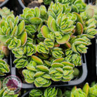 Crassula lanuginosa var. pachystemon 'David'