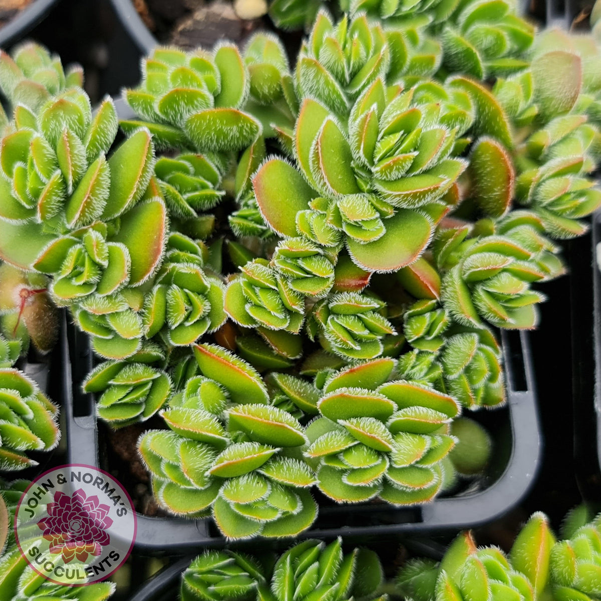 Crassula lanuginosa var. pachystemon 'David'