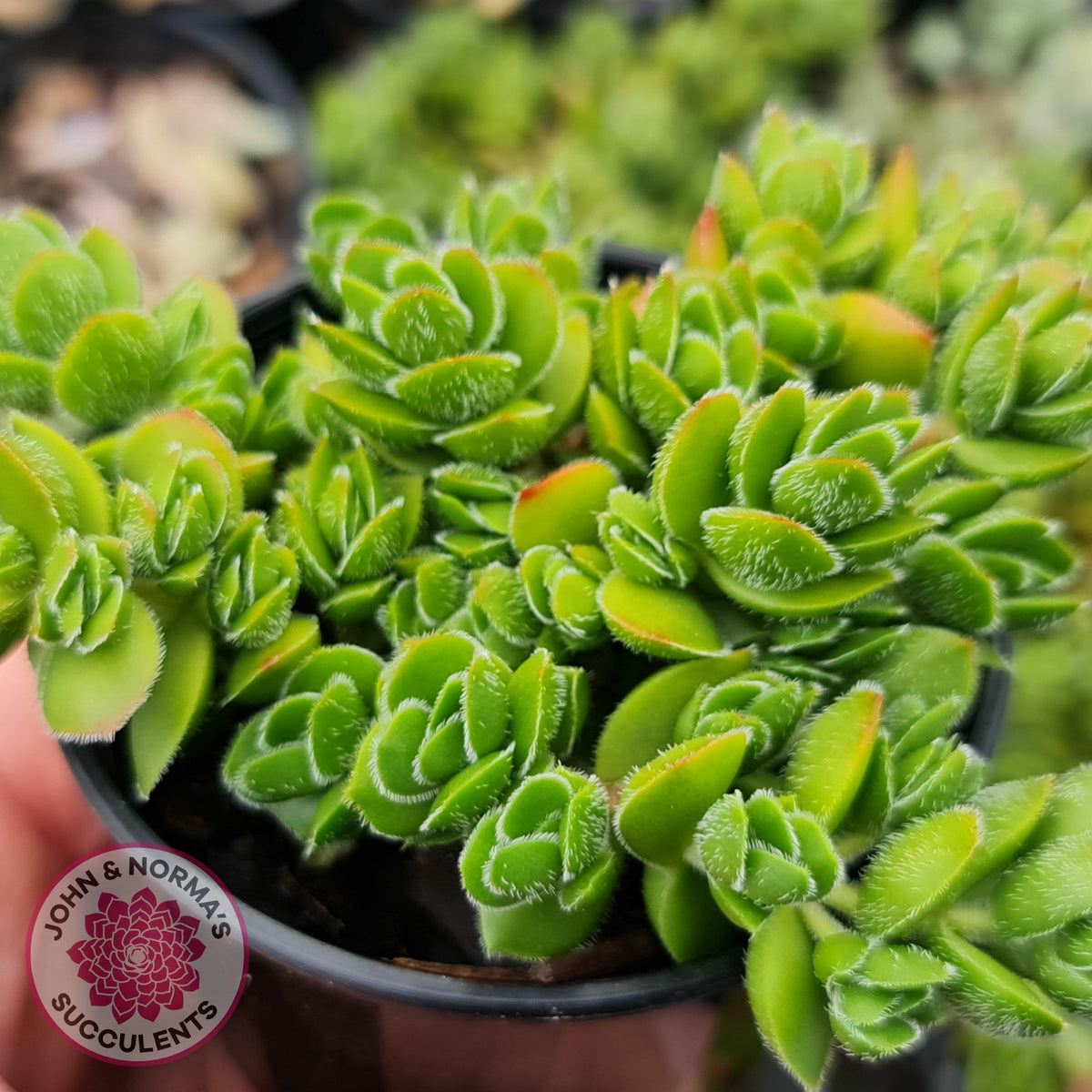 Crassula lanuginosa var. pachystemon 'David'