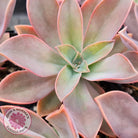 Graptoveria Fred Ives