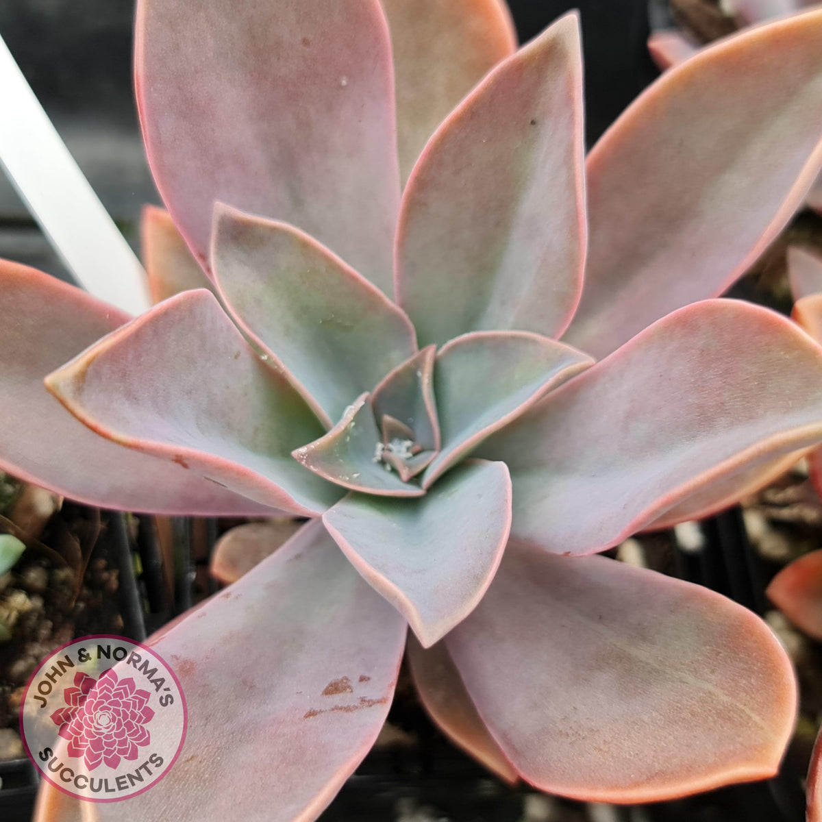 Graptoveria Fred Ives
