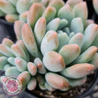 Pachyveria clavifolia