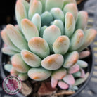 Pachyveria clavifolia