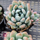 Pachyveria clavifolia