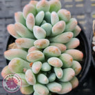 Pachyveria clavifolia