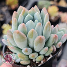 Pachyveria clavifolia