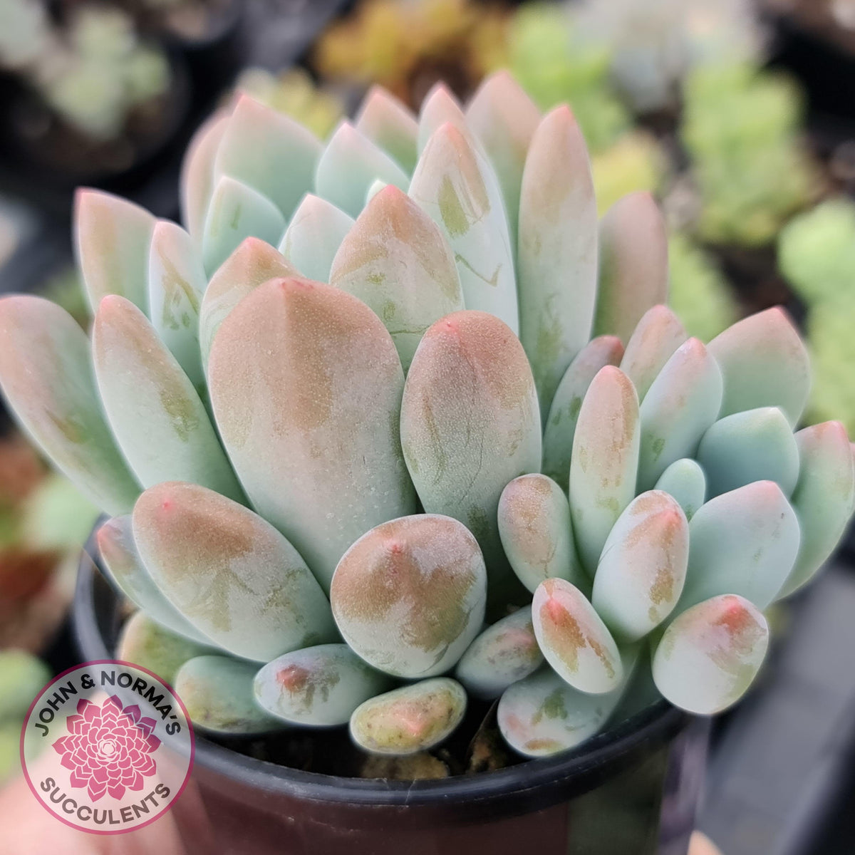 Pachyveria clavifolia