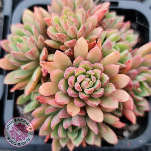 Sedeveria Darley Dale - Cuttings - John & Norma's Succulents