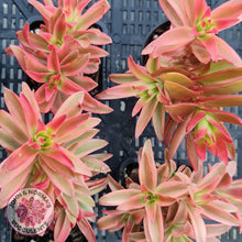 Load image into Gallery viewer, Crassula Capitella Campfire Variegata - John &amp; Norma&#39;s Succulents
