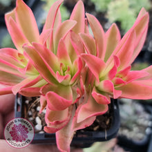 Load image into Gallery viewer, Crassula Capitella Campfire Variegata - John &amp; Norma&#39;s Succulents
