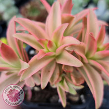 Load image into Gallery viewer, Crassula Capitella Campfire Variegata - John &amp; Norma&#39;s Succulents
