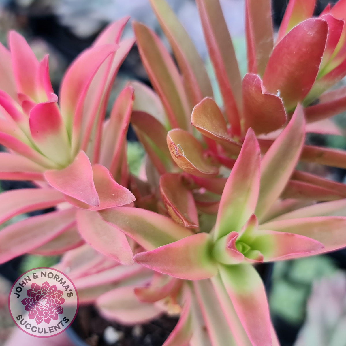 Crassula Capitella Campfire Variegata