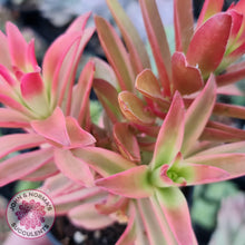 Load image into Gallery viewer, Crassula Capitella Campfire Variegata - John &amp; Norma&#39;s Succulents
