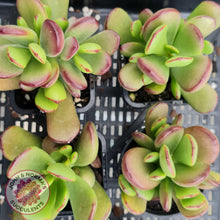 Load image into Gallery viewer, Cotyledon sp. (Fat Leaf Form) - John &amp; Norma&#39;s Succulents
