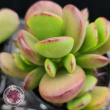 Load image into Gallery viewer, Cotyledon sp. (Fat Leaf Form) - John &amp; Norma&#39;s Succulents
