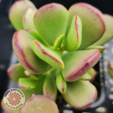 Load image into Gallery viewer, Cotyledon sp. (Fat Leaf Form) - John &amp; Norma&#39;s Succulents
