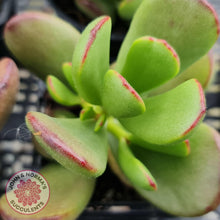 Load image into Gallery viewer, Cotyledon sp. (Fat Leaf Form) - John &amp; Norma&#39;s Succulents
