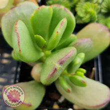 Load image into Gallery viewer, Cotyledon sp. (Fat Leaf Form) - John &amp; Norma&#39;s Succulents
