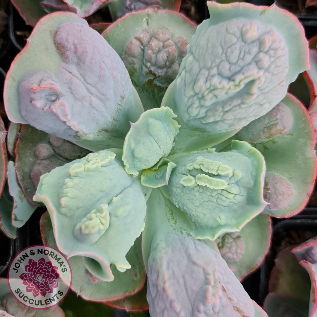 Echeveria Etna - John & Norma's Succulents